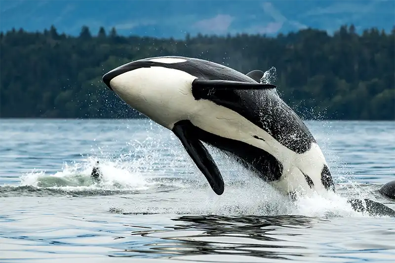 Welcome 6 Orca whale jumping out of water